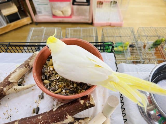 オカメインコ