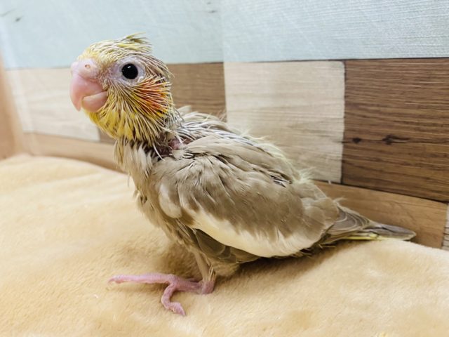 オカメインコ