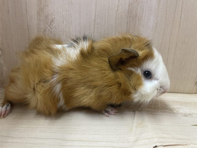 アビシニアンモルモット