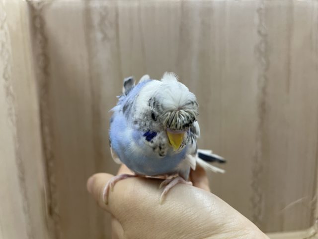 羽衣セキセイインコ