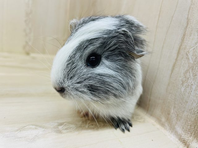 ペルビアンモルモット