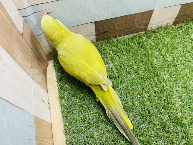 オキナインコ