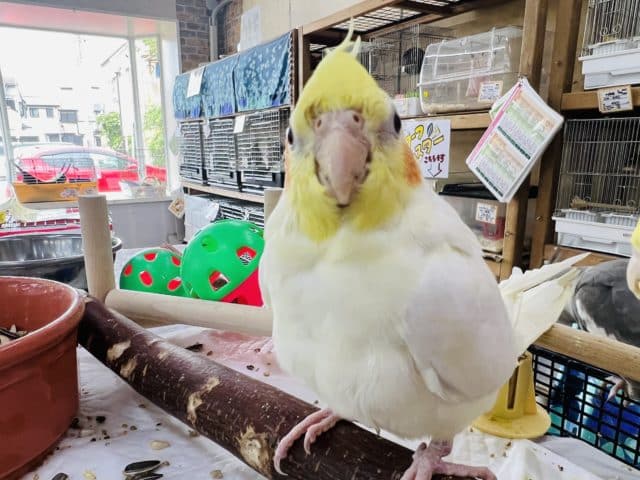 オカメインコ