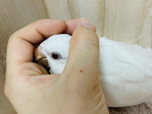 オキナインコ