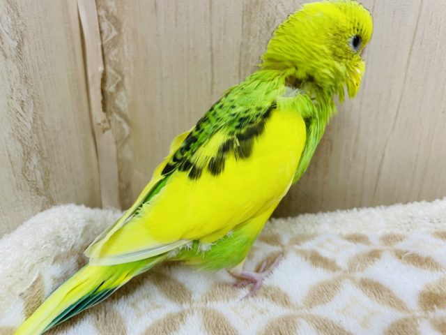 セキセイインコ