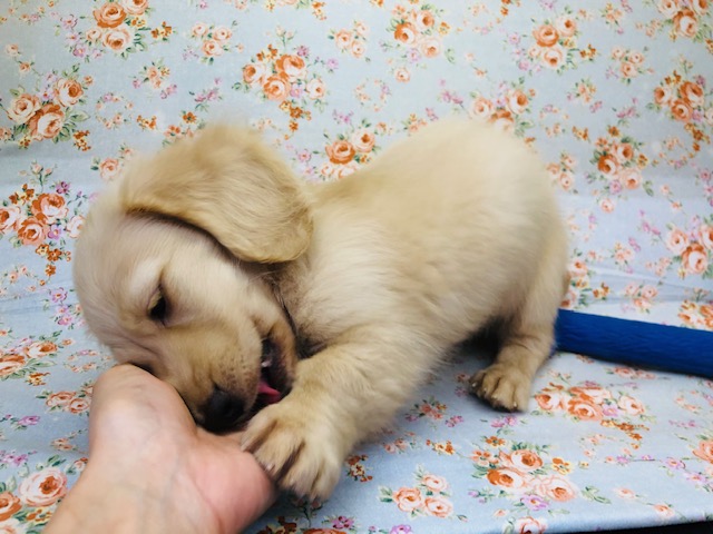 ミニチュアダックス