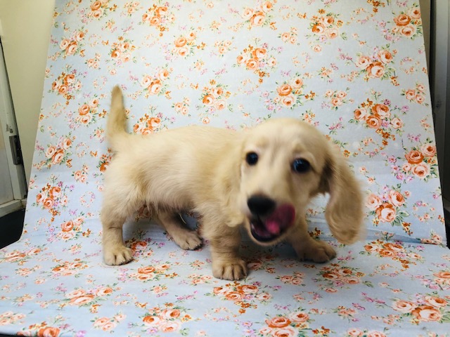 ミニチュアダックス