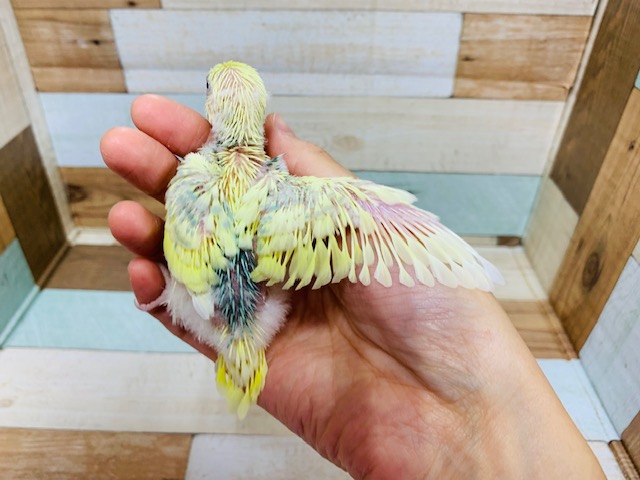 セキセイインコ