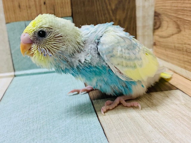 セキセイインコ