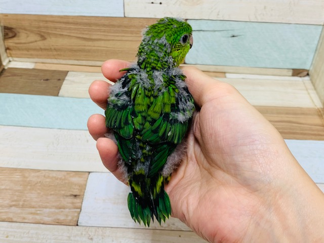 サザナミインコ