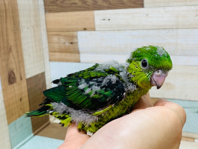 サザナミインコ
