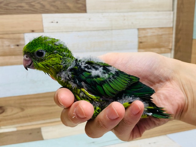 サザナミインコ