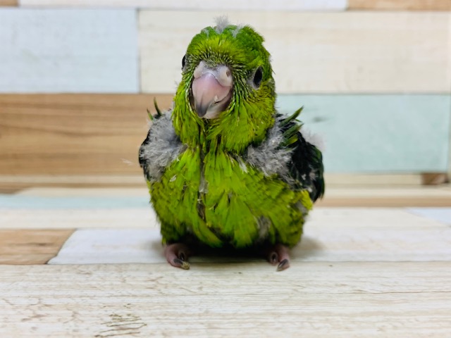サザナミインコ
