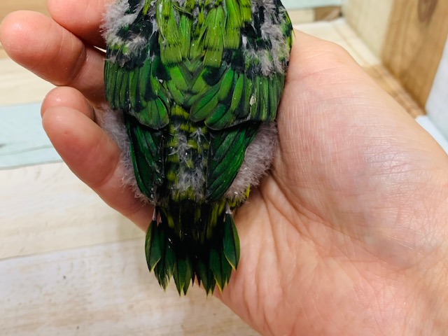 サザナミインコ