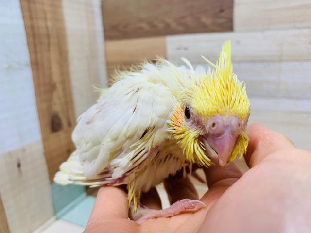 オカメインコ