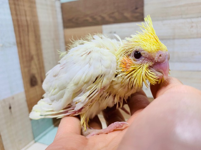 オカメインコ