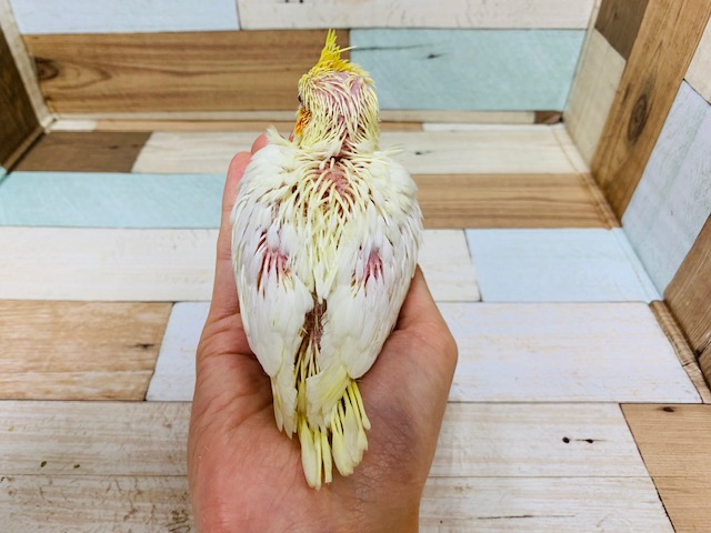 オカメインコ