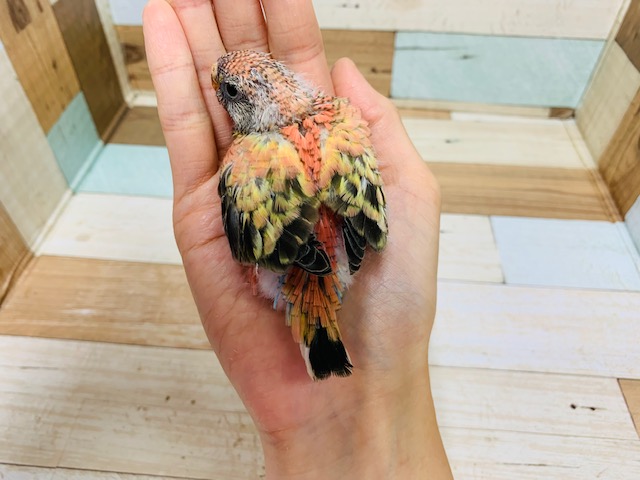 アキクサインコ（秋草インコ）