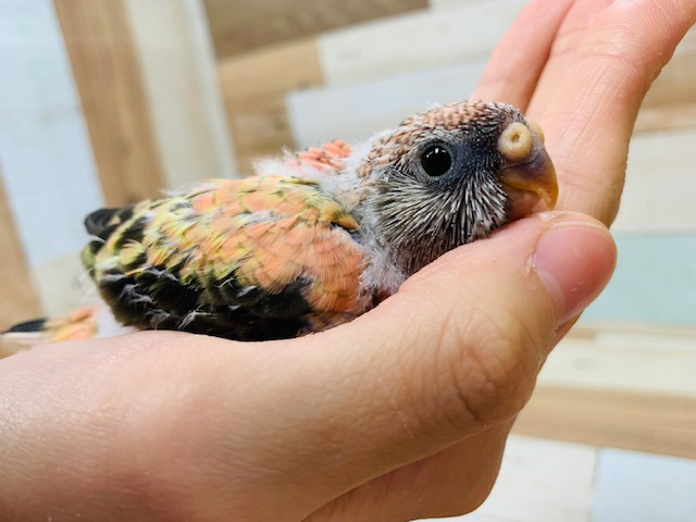 アキクサインコ（秋草インコ）