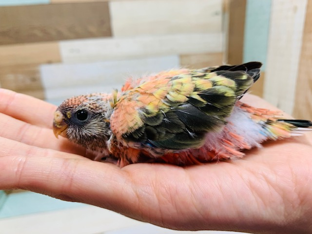アキクサインコ（秋草インコ）