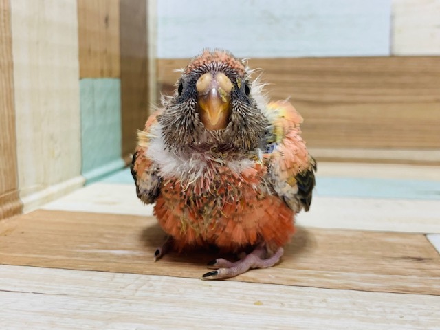 アキクサインコ（秋草インコ）