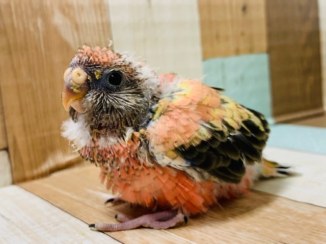 アキクサインコ（秋草インコ）