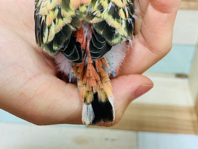 アキクサインコ（秋草インコ）