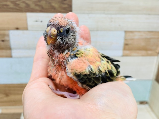 アキクサインコ（秋草インコ）