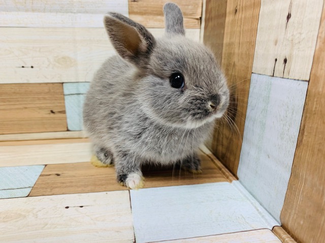 ネザーランドドワーフ