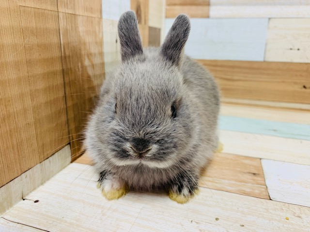 ネザーランドドワーフ