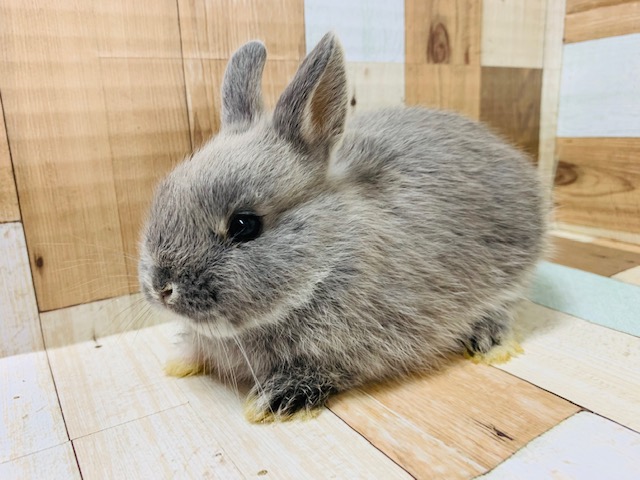 ネザーランドドワーフ