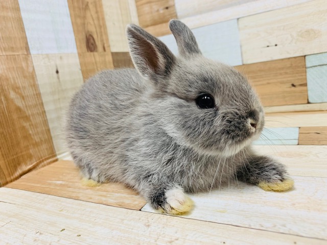 ネザーランドドワーフ