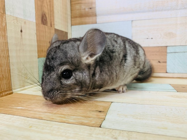 チンチラ