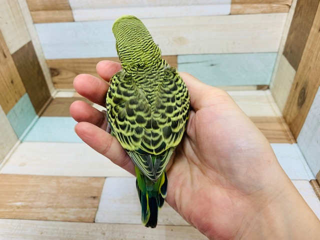 ジャンボセキセイインコ