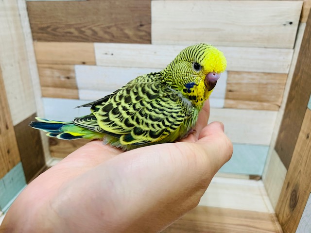 ジャンボセキセイインコ