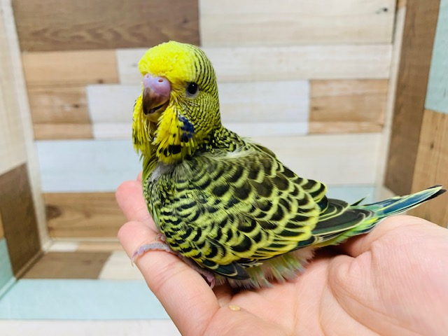 ジャンボセキセイインコ