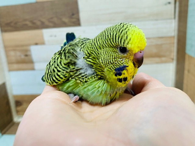 ジャンボセキセイインコ