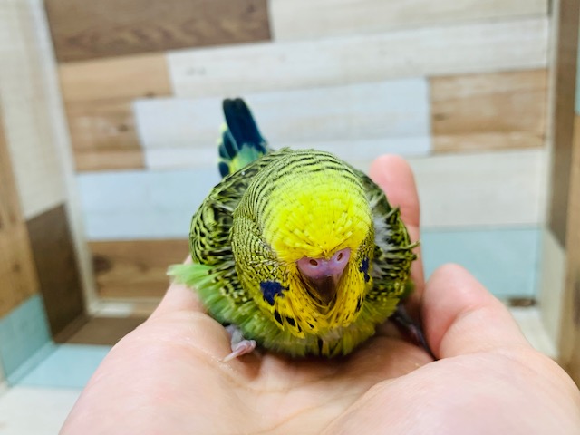ジャンボセキセイインコ