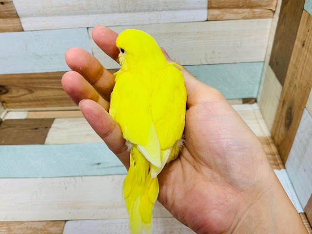 ジャンボセキセイインコ