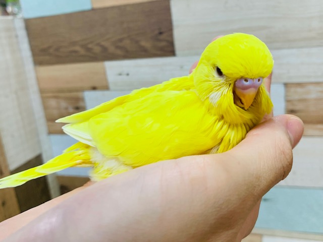 ジャンボセキセイインコ