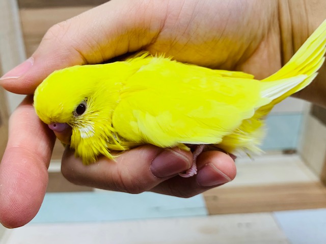 ジャンボセキセイインコ