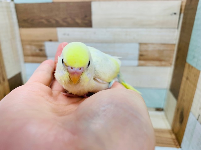 セキセイインコ