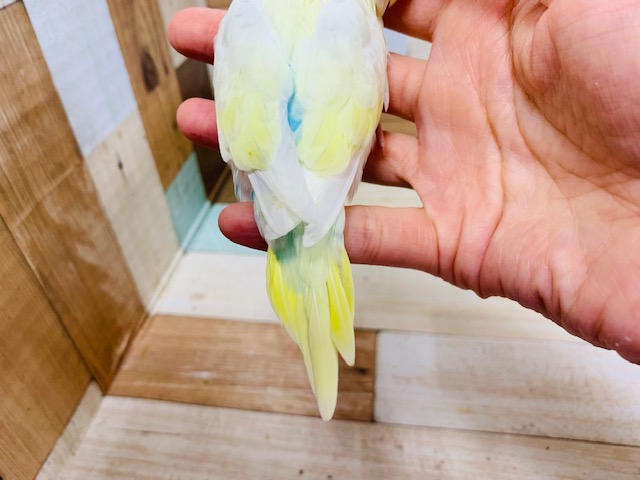 セキセイインコ