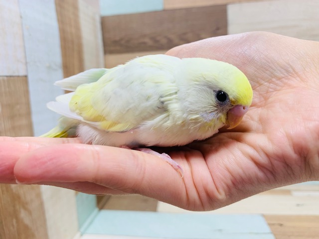 セキセイインコ