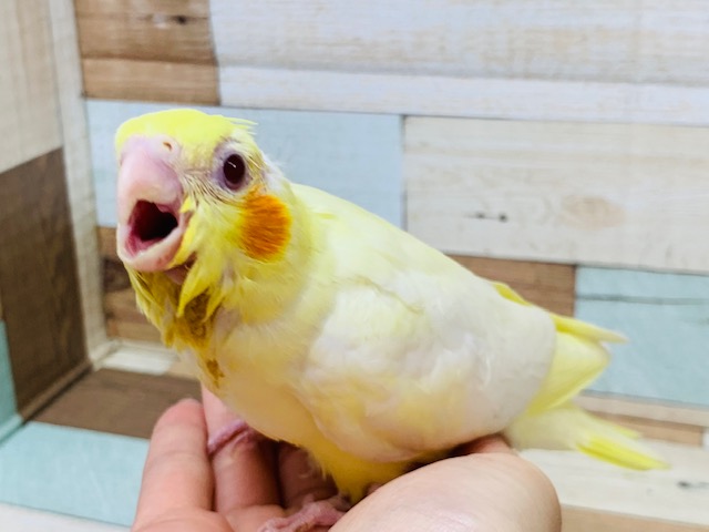 オカメインコ