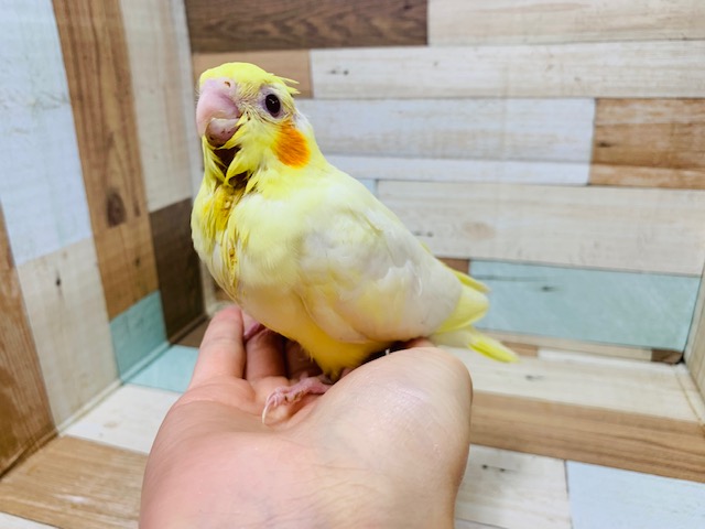 オカメインコ