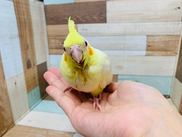 オカメインコ