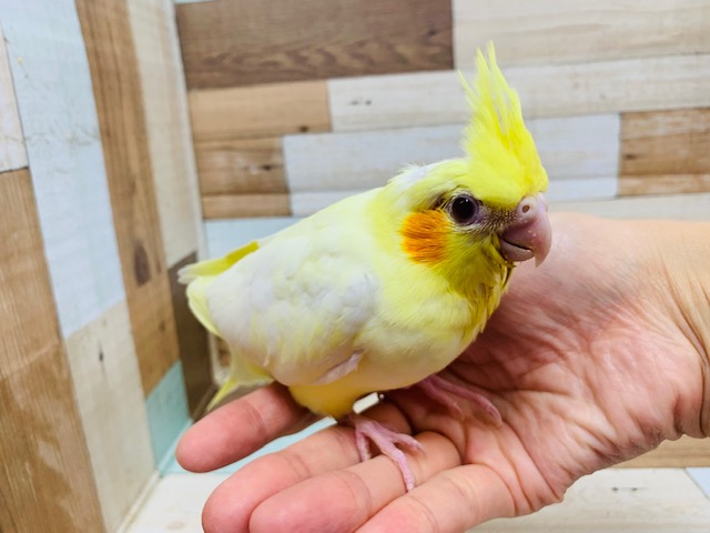 オカメインコ