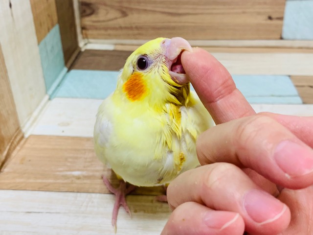 オカメインコ