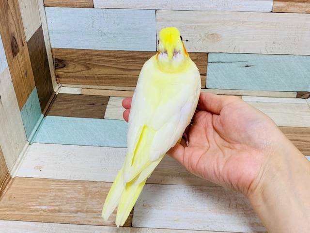 オカメインコ